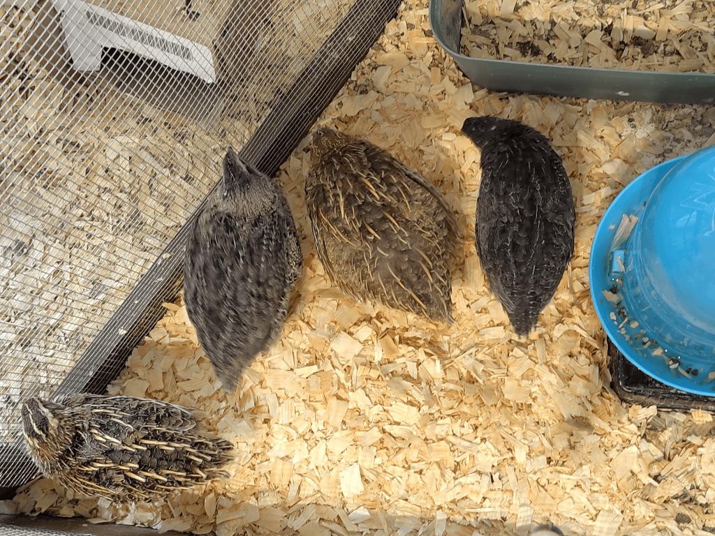 Jumbo japanse kwartel, Meerdere dieren, Overige soorten