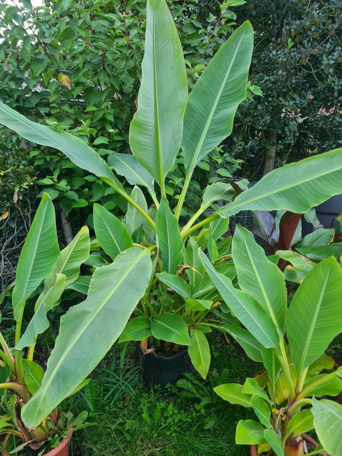 musella lasiocarpa, Tuin en Terras, Ophalen
