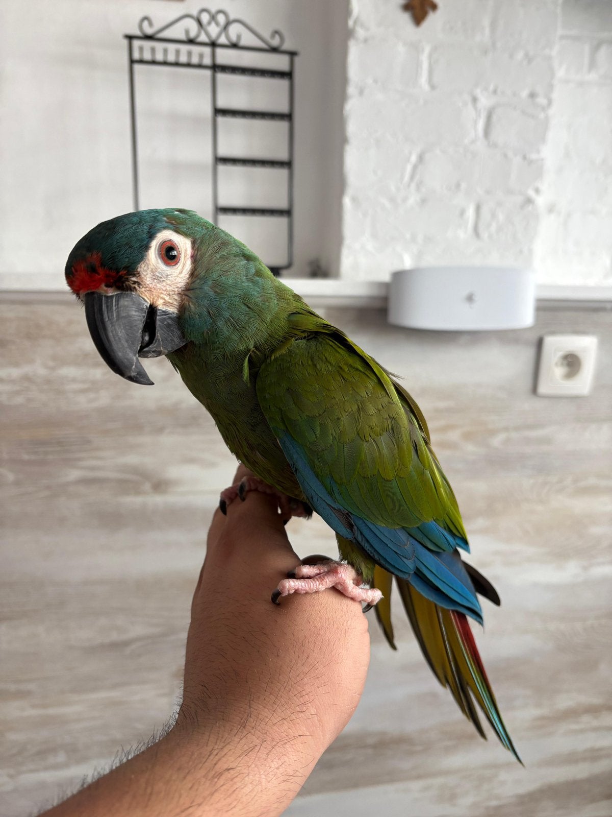 Supper tamme ara maracana met kooi en toebehoren, Dieren en Toebehoren, Geringd