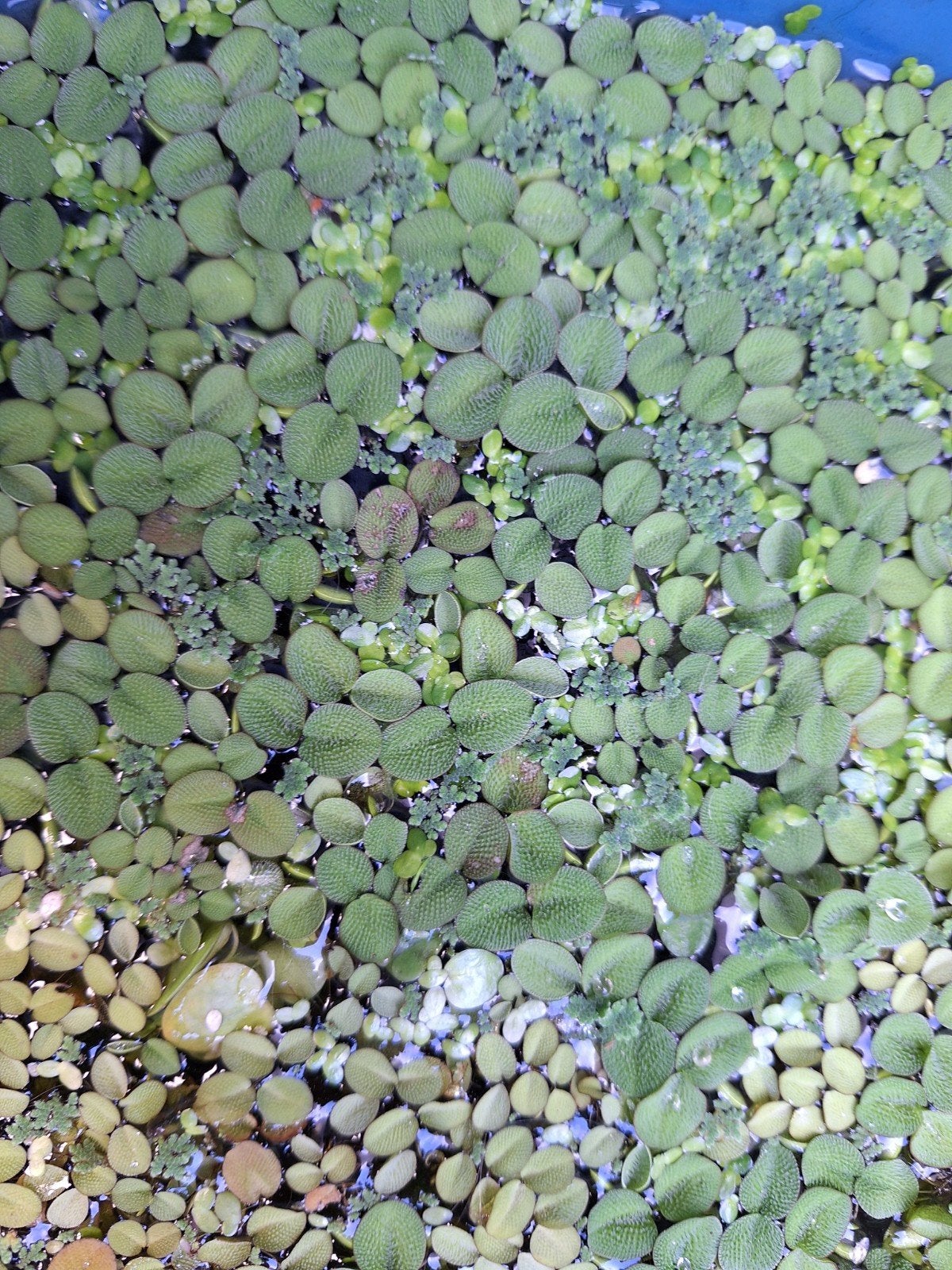 Drijfplanten, Ophalen of Verzenden