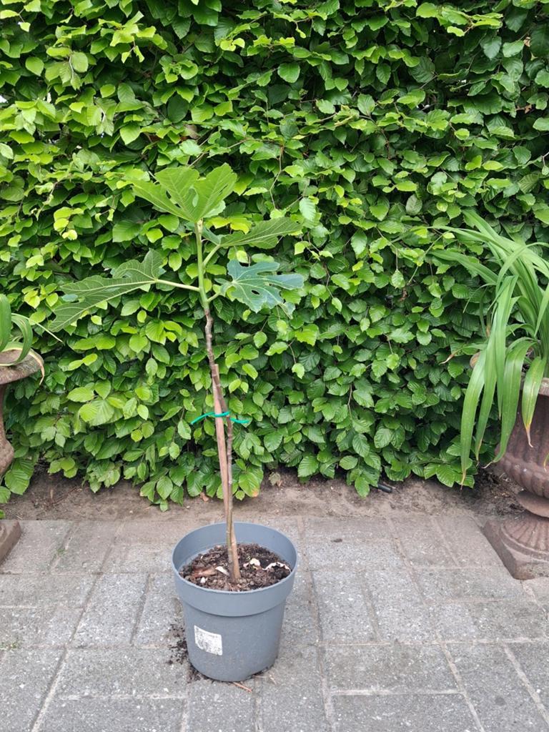 Vijgenboom, Tuin en Terras, Planten | Bomen, Ophalen