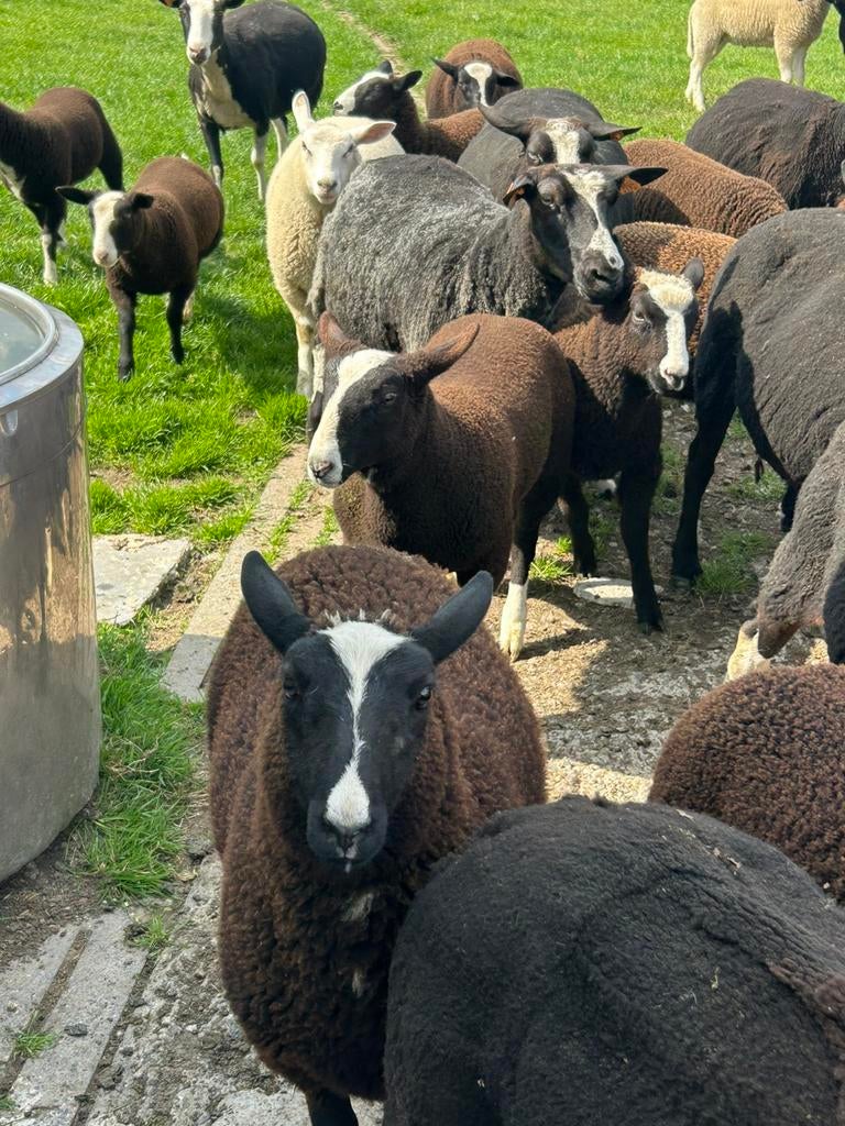 Keuze uit mooie zwartbles ooi lammeren ( vrouwelijk ), Femelle, Mouton
