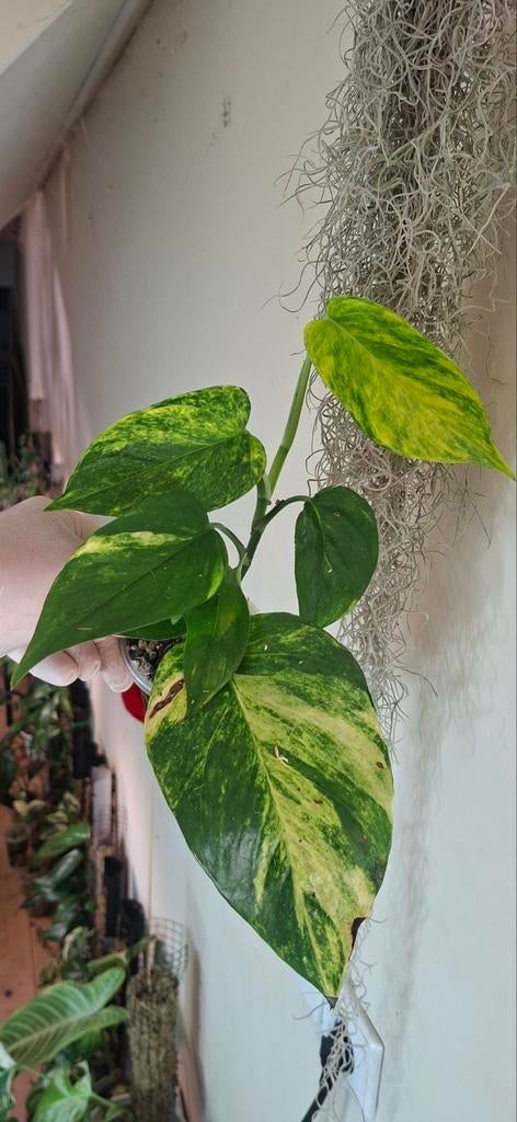 Epipremnum hi-color, Huis en Inrichting, Kamerplanten, Ophalen of Verzenden