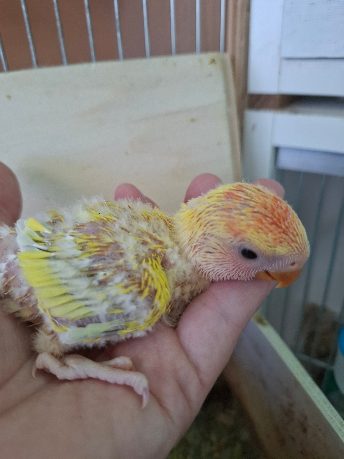 agapornis roseicollie babys handtam
