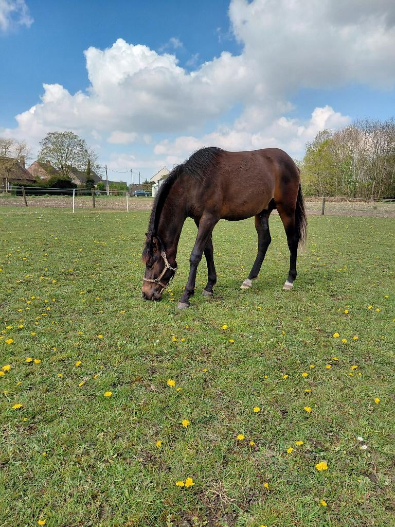 Heel mooi hengsten veulen!, Dieren en Toebehoren, Pony's