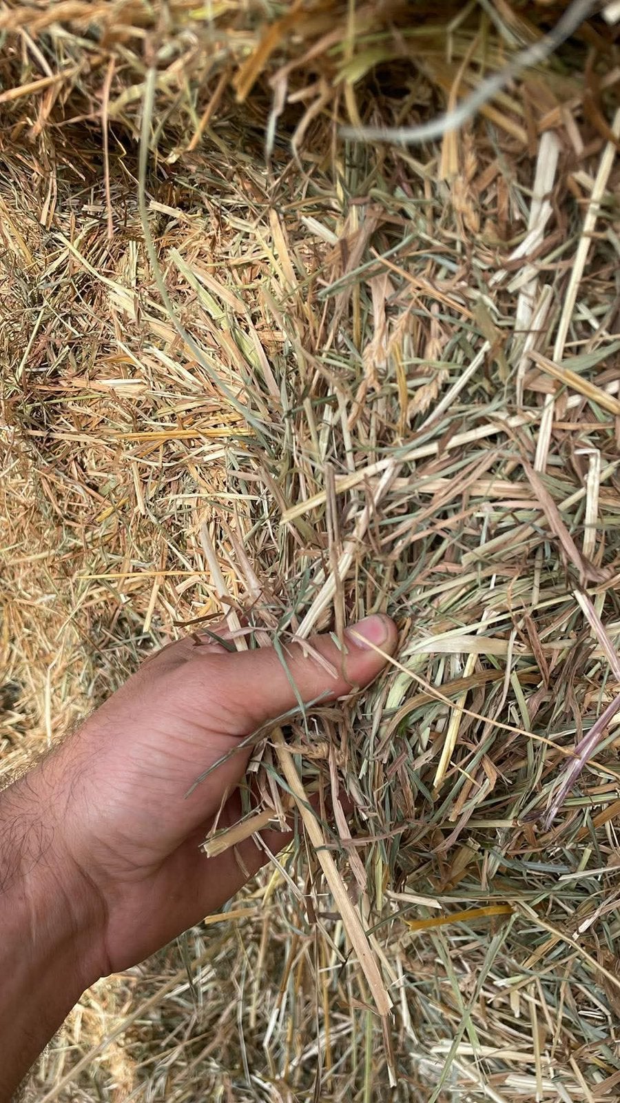 Foin et paille 2026, Articles professionnels, Agriculture | Aliments pour bétail, Enlèvement