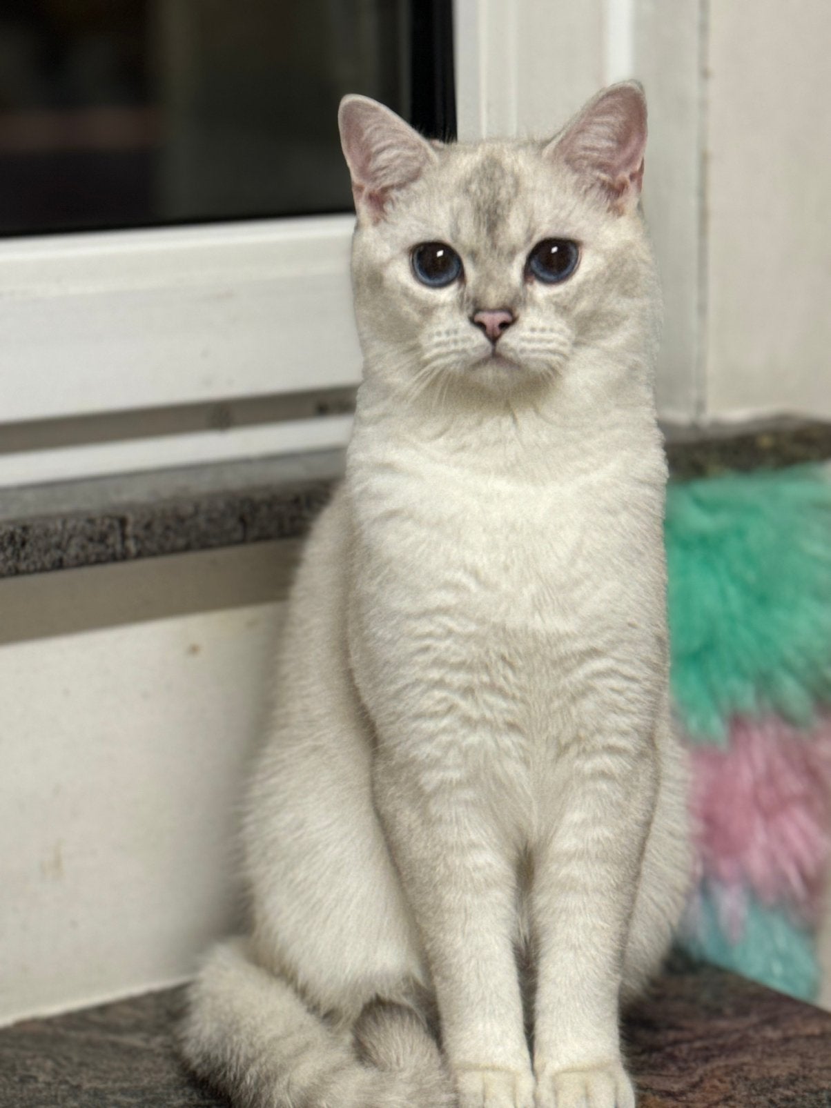 Kitten britse korthaar, Dieren en Toebehoren, Kater, Gechipt, 0 tot 2 jaar
