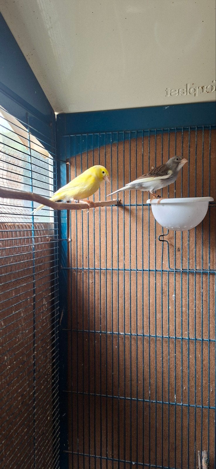 Couple canaris malinois 2025, Animaux & Accessoires, Oiseaux | Canaris