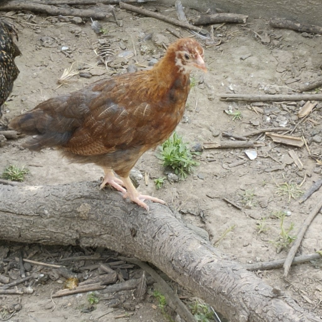 Kleurlegger Hennen kuikens, Femelle, Poule ou poulet
