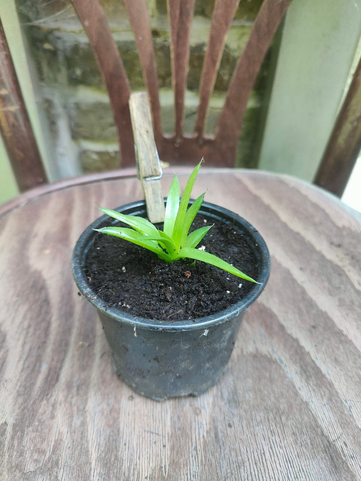 Aloé Aristata, Maison & Meubles, Plantes d'intérieur, Enlèvement