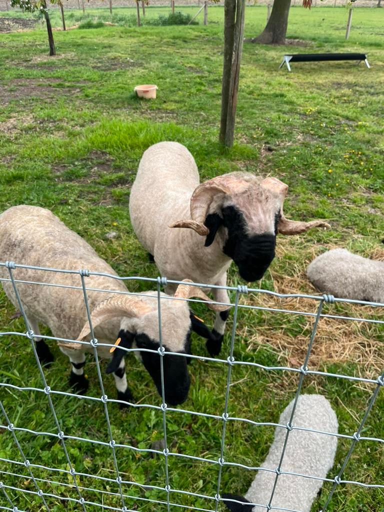 Walliser ram te koop, Mannelijk, Schaap, 0 tot 2 jaar