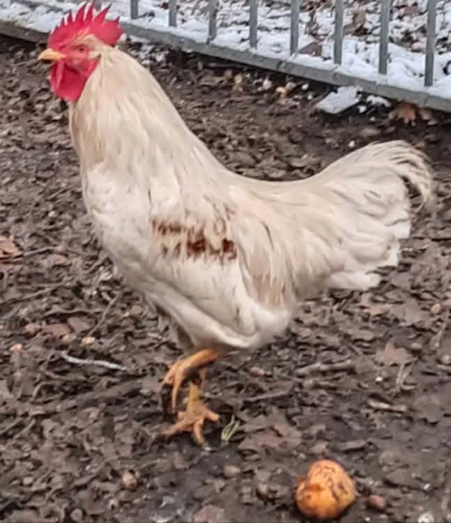 witte haan 16  maanden oud, Dieren en Toebehoren