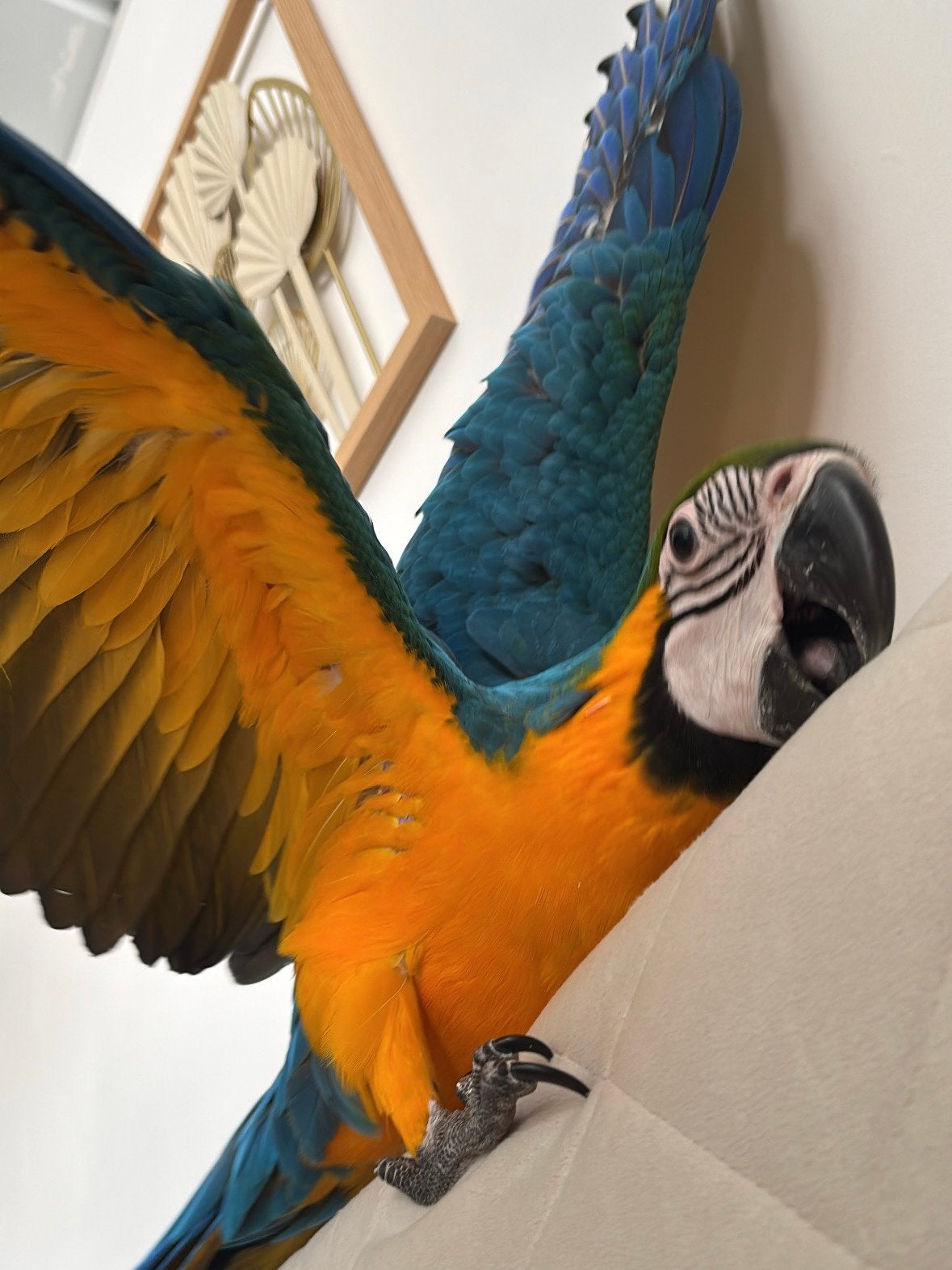 Ara, Animaux & Accessoires, Femelle, Perroquet, Domestique