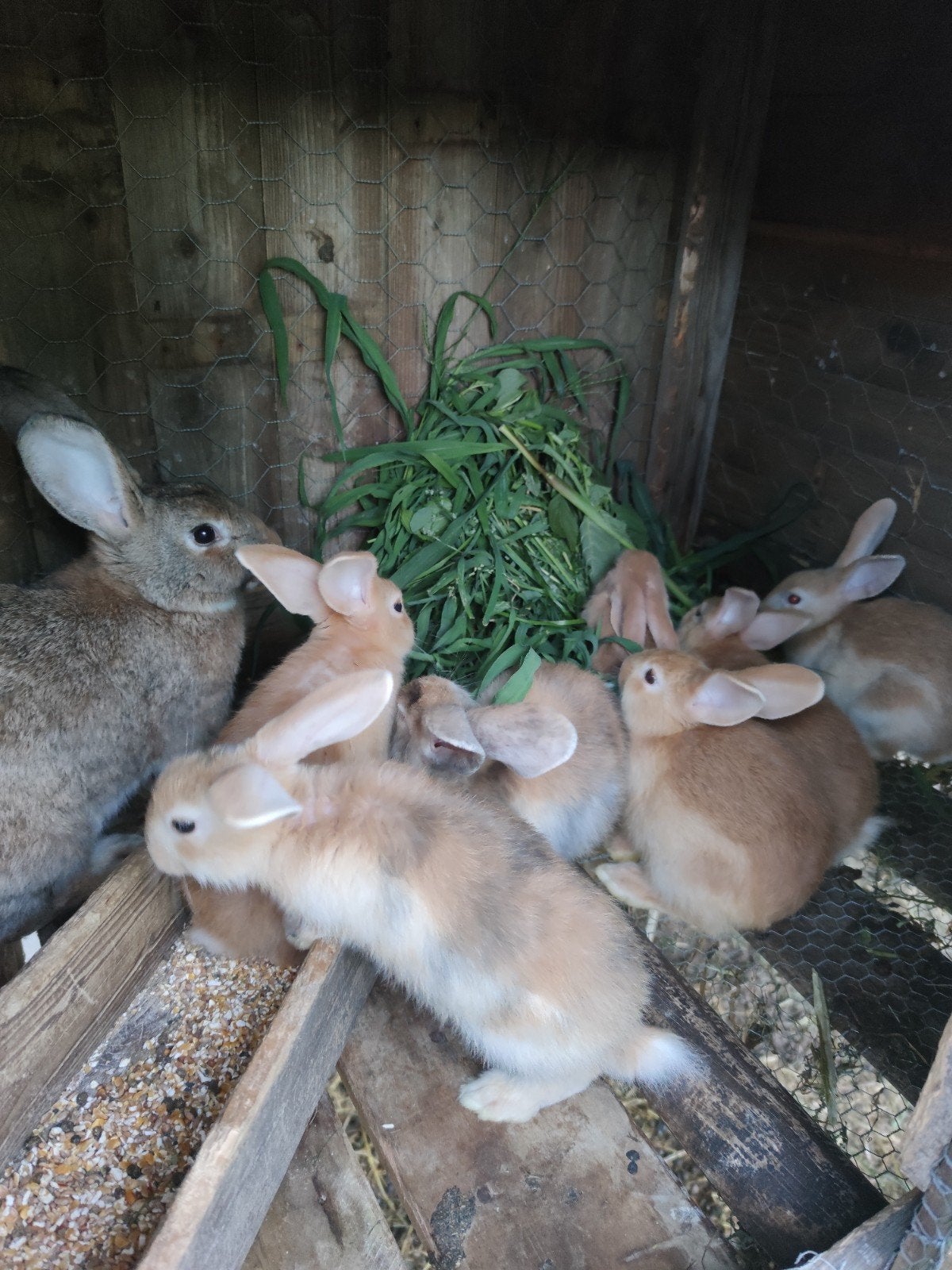 Jeune noix de lapin avec 7 lapins âgés de 6 semaines