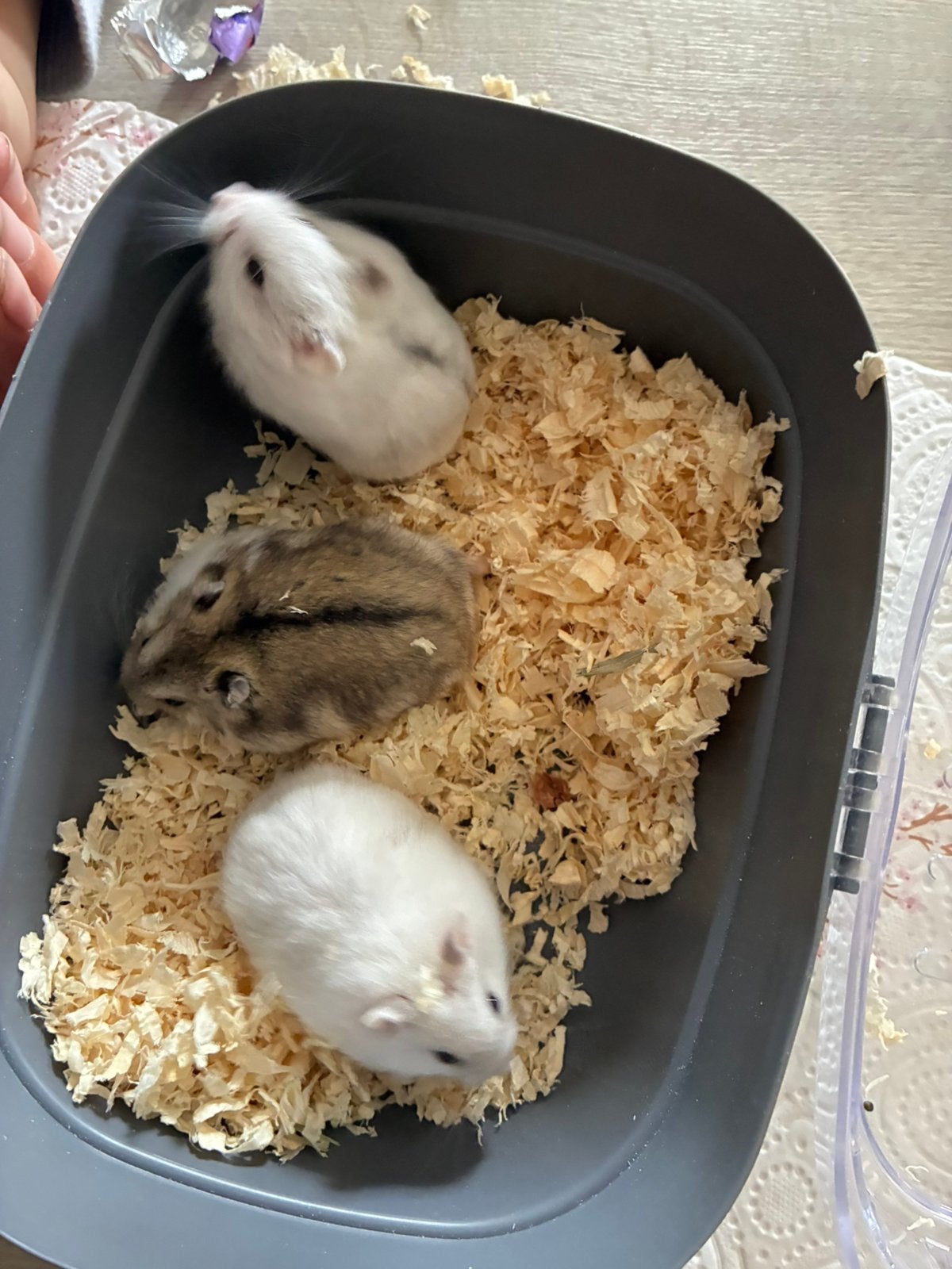 Mooie jonge Russische dwerghamsters, Animaux & Accessoires, Rongeurs, Hamster, Domestique, Plusieurs animaux, Mai