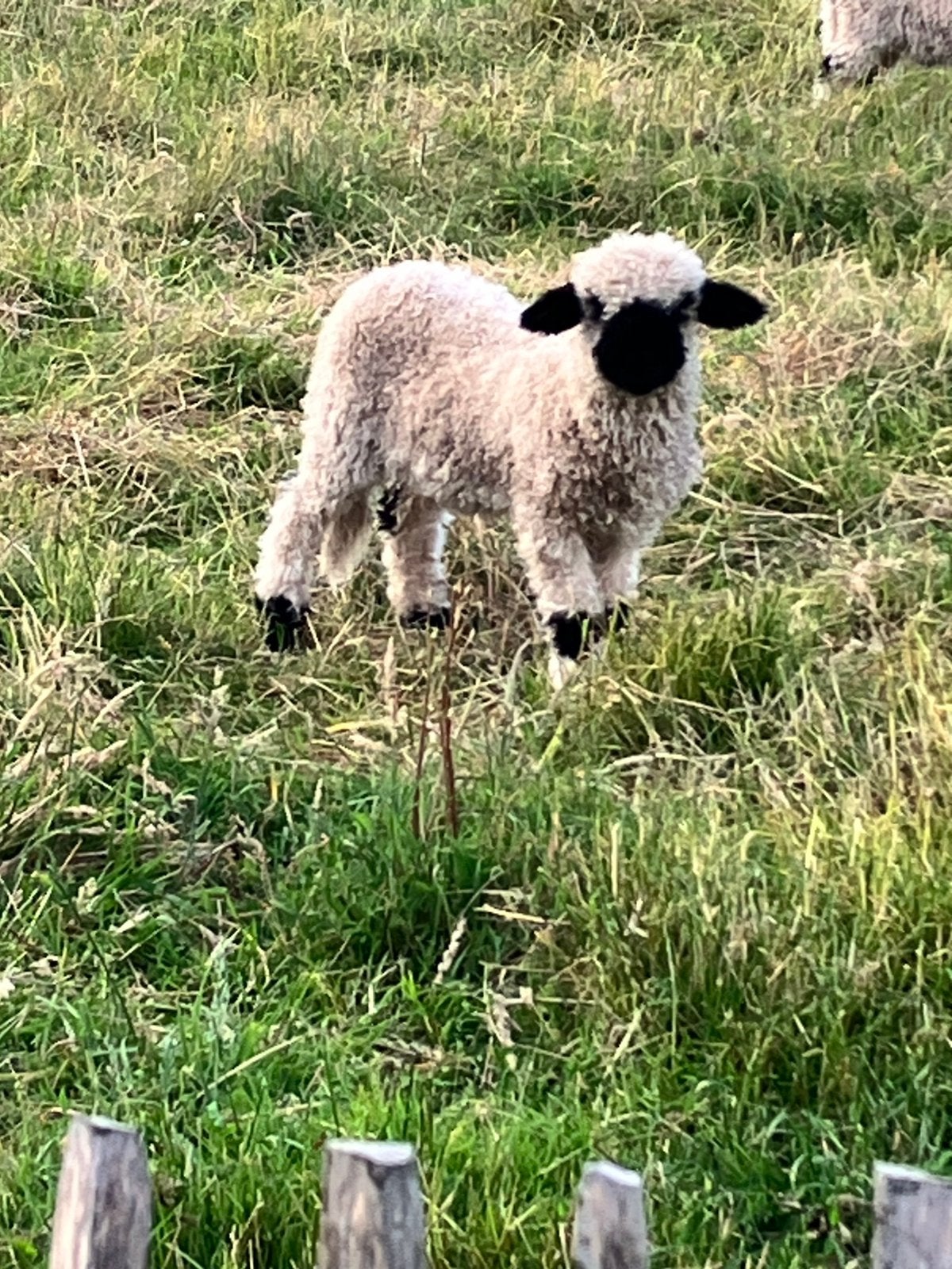 Walliser Schwarznase ramlammetjes, Dieren en Toebehoren, Schapen, Geiten en Varkens, Schaap, Mannelijk, 0 tot 2 jaar