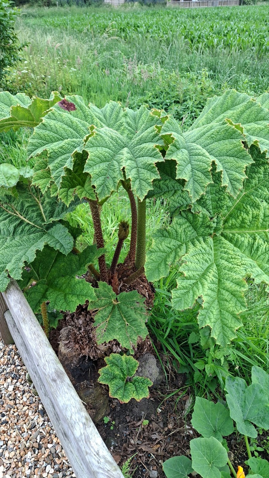Gunnera tinctonera, Vaste plant, Volledige schaduw, Zomer, Ophalen
