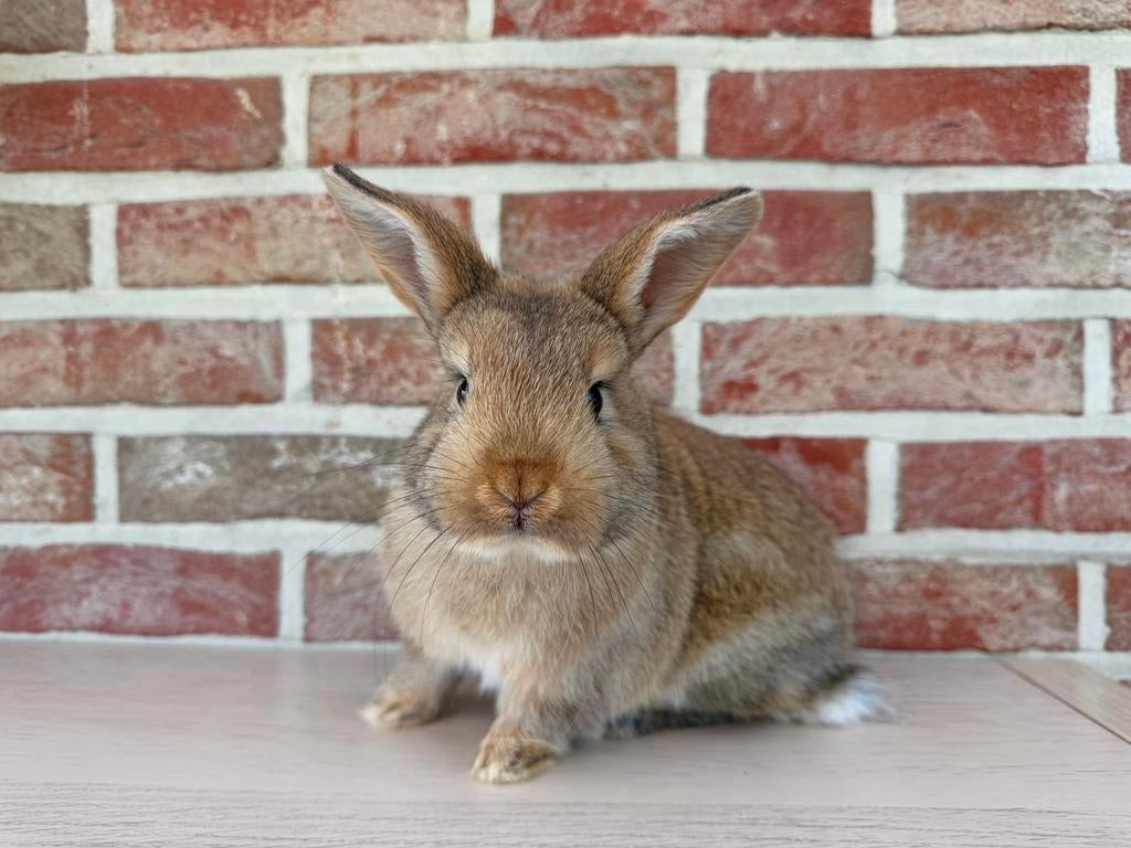 Handtam lief konijntje zoekt nieuwe thuis, Dieren en Toebehoren, Konijnen, Mannelijk, Klein, 0 tot 2 jaar