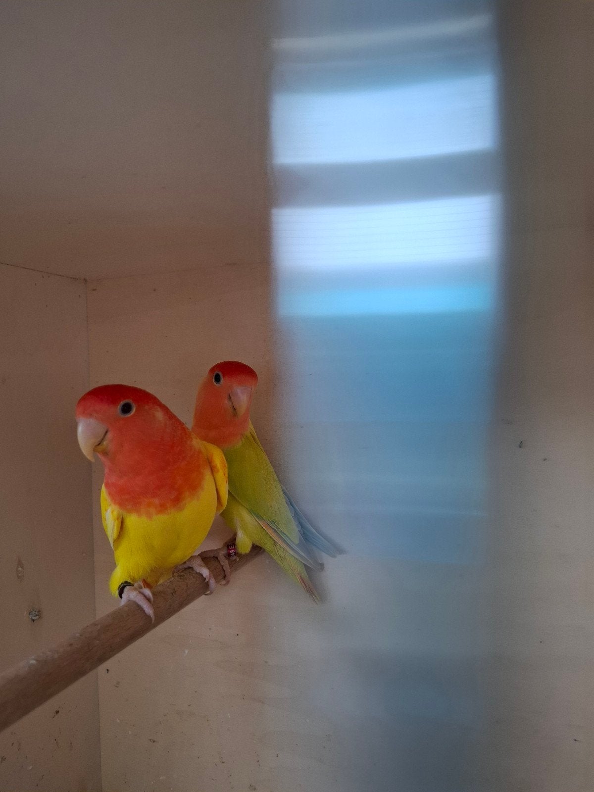 agapornis pallid babys handtam