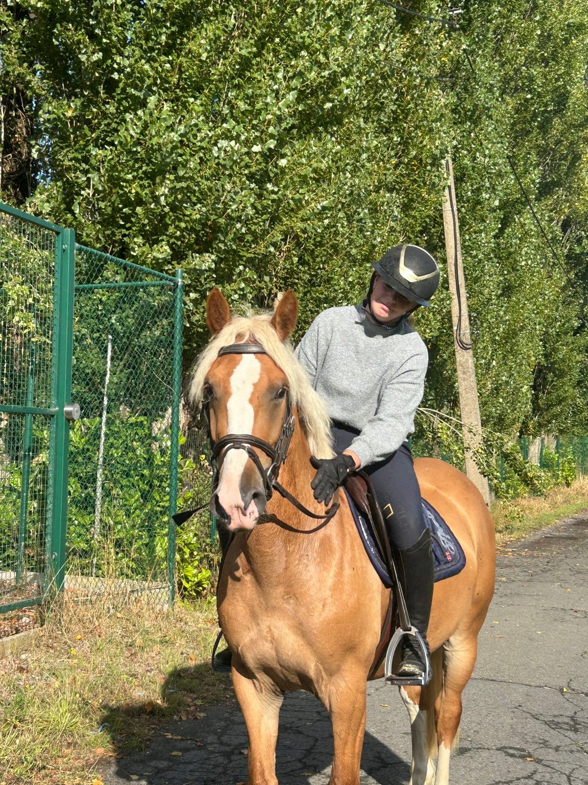 Brave 4 jarige D-pony, Hongre
