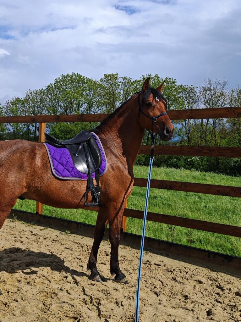 Hongre Cruzado 8ans 1,65m, Dieren en Toebehoren, Gechipt, Ruin, Dressuurpaard, L