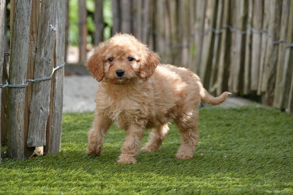 Prachtige abrikoze Cavapoo pup, Dieren en Toebehoren, Honden | Chihuahua's en Gezelschapshonden, Parvo, België, Overige rassen