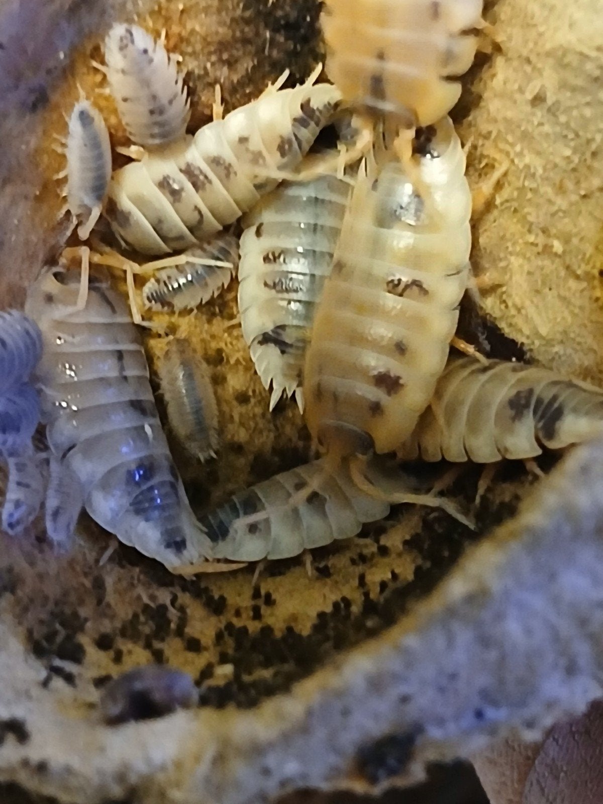 Porcellio laevis (dairy cow)  isopod (25 voor €5)