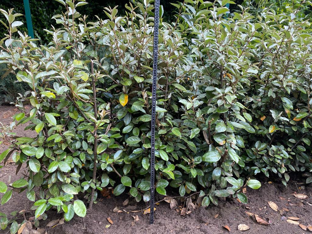 Elaeagnus Ebbingei       ( olijfwilg ), Tuin en Terras, Planten | Struiken en Hagen, Ophalen, Struik