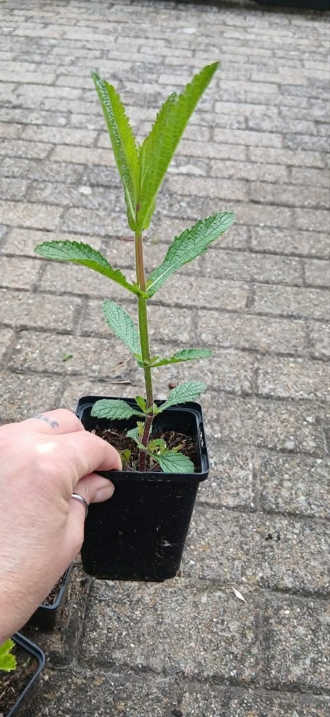 Verbena, Tuin en Terras, Planten | Tuinplanten, Ophalen, Vaste plant