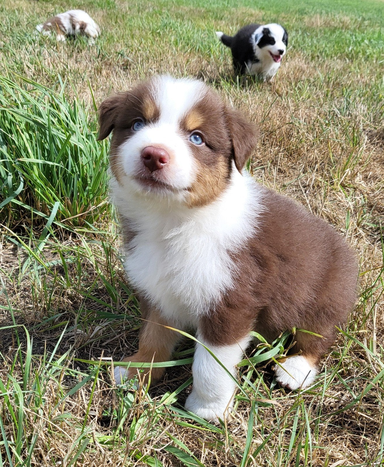 Chiot berger australien/Berger australien/Chiot Aussi, Maladie de Carré (chiens), Plusieurs, Belgique, Berger