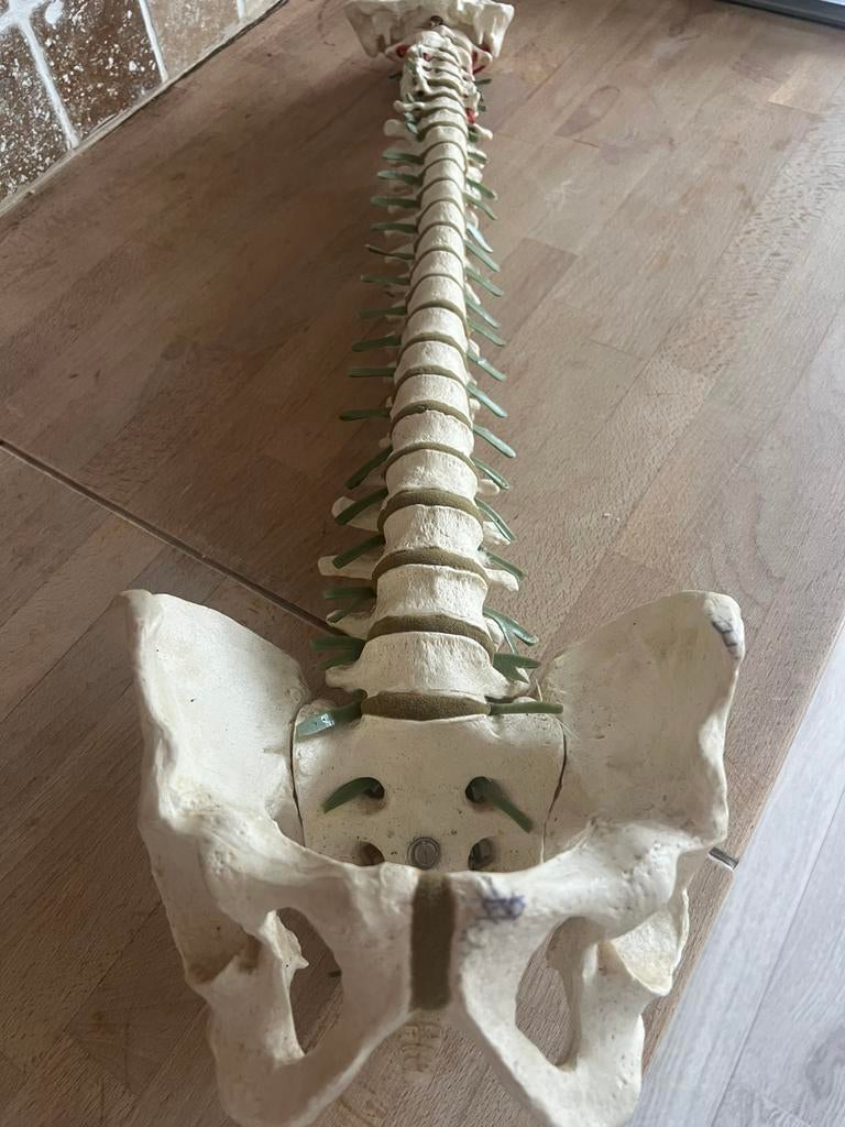 Anatomisch model ruggengraat en bekken, Diversen, Ophalen, Gebruikt