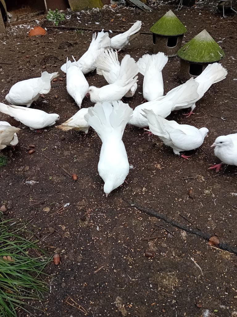 Witte pauwstaart, Dieren en Toebehoren, Meerdere dieren, Overige soorten