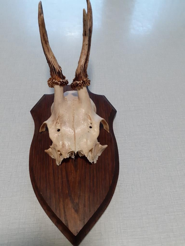 Taxidermie, Collections, Enlèvement, Comme neuf