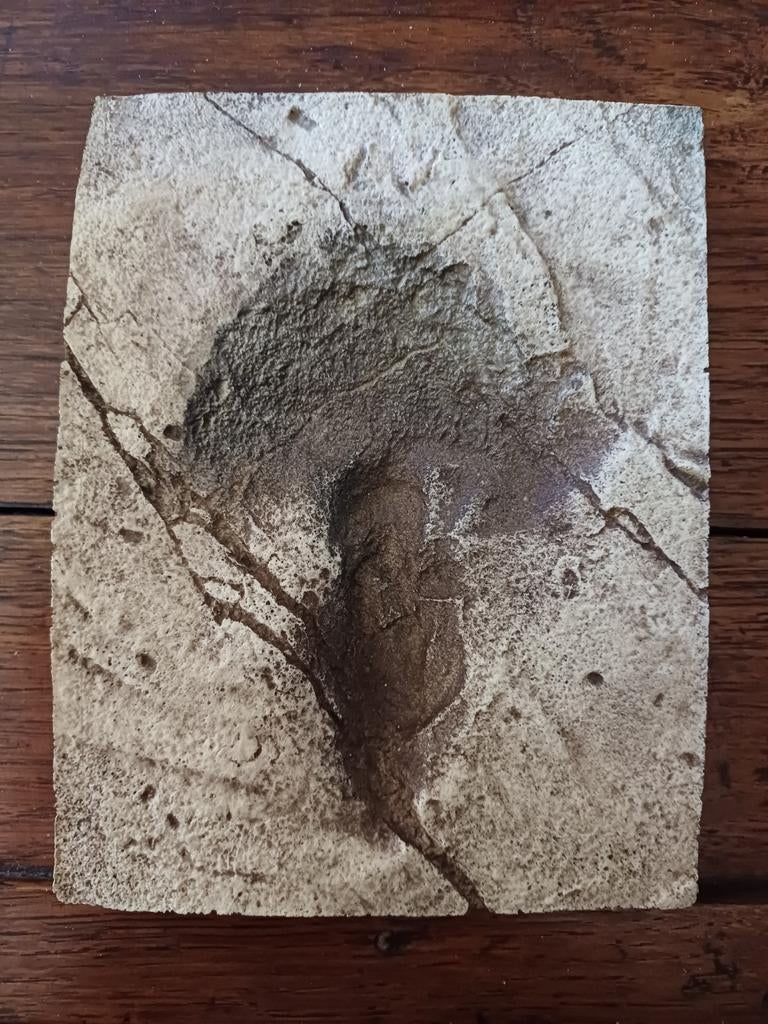 Réplique d'empreinte de dinosaure en relief - 10€/pièce, Enlèvement ou Envoi, Fossile