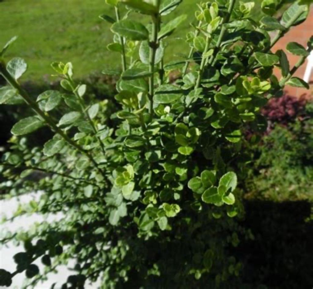 Euonymus, Tuin en Terras, Ophalen