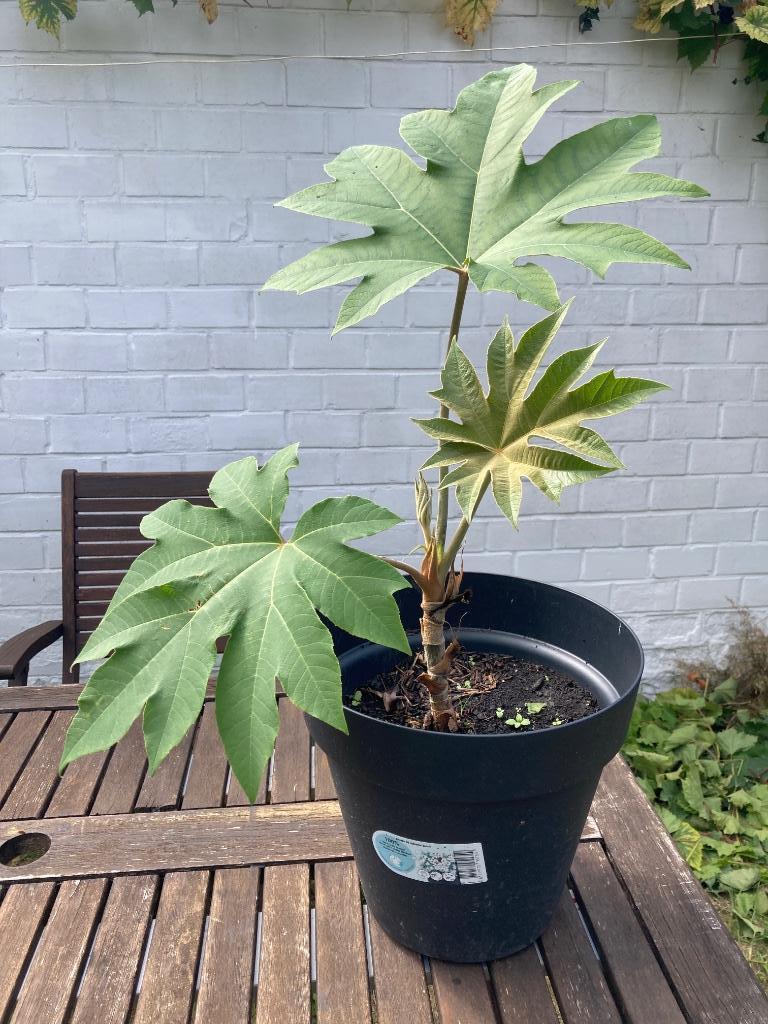 RijstpapierPlant 20 cm hoog in pot, Tuin en Terras, Ophalen, Vaste plant