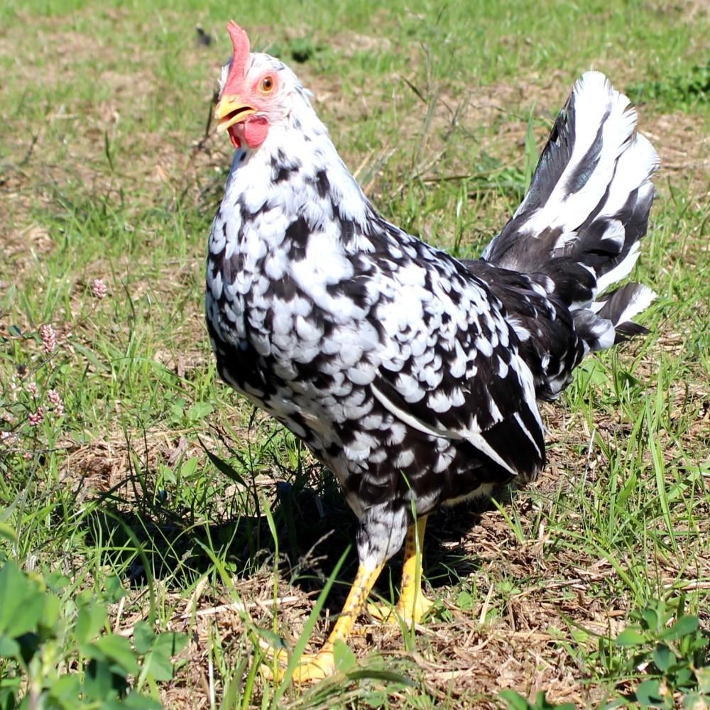 Leghorn exchequer kippen jonge hennen beschikbaar, Dieren en Toebehoren, Pluimvee, Vrouwelijk, Kip