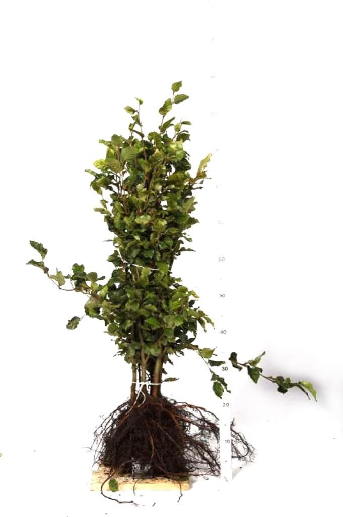 Groene Beuk / Fagus sylvatica, Tuin en Terras, Ophalen, Haagbeuk