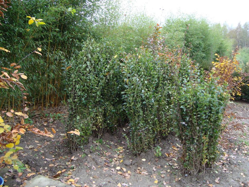 LIGUSTRUM  HOOGTE   170 CM  = 2.15 EURO, Ophalen, Liguster, Haag, 100 tot 250 cm