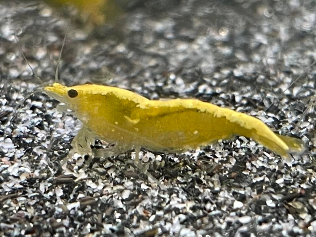Crevettes/garnalen neocaridina yellow neon., Enlèvement