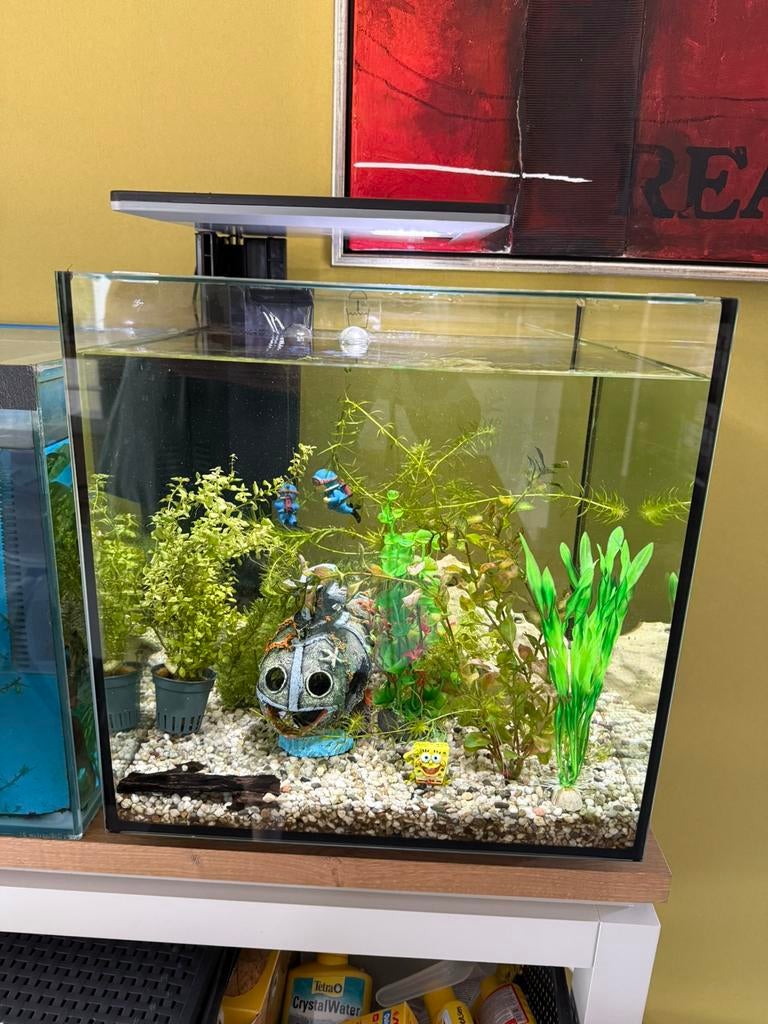 Superfish Qubiq 60 PRO, Dieren en Toebehoren, Ophalen, Gebruikt, Leeg aquarium, Superfish
