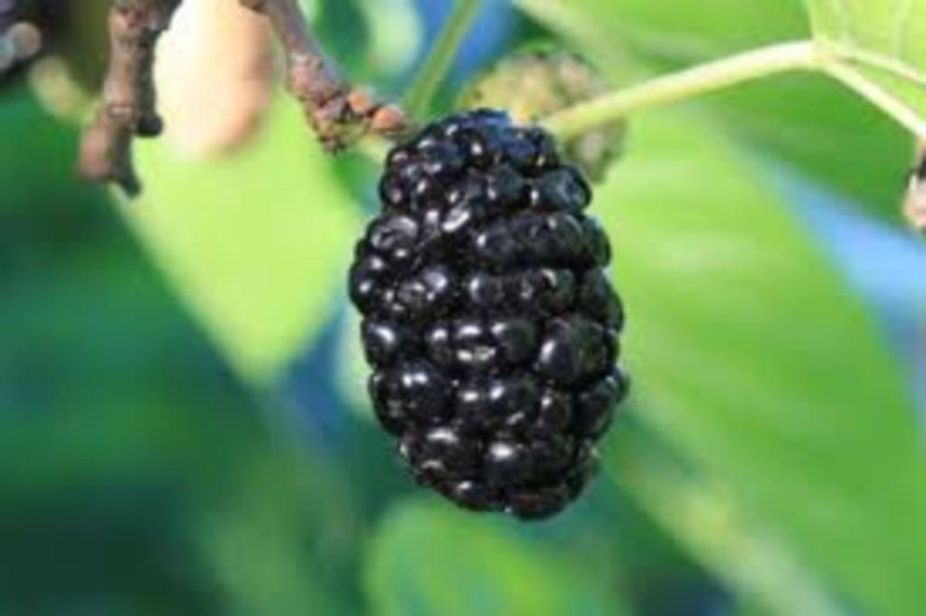 Morus 'Milanowek', Tuin en Terras, Planten | Fruitbomen, In pot, Ophalen