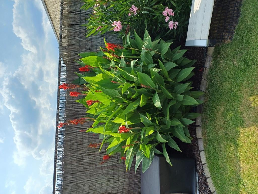 Canna indica rode bloemen 1.80m hoog, Ophalen