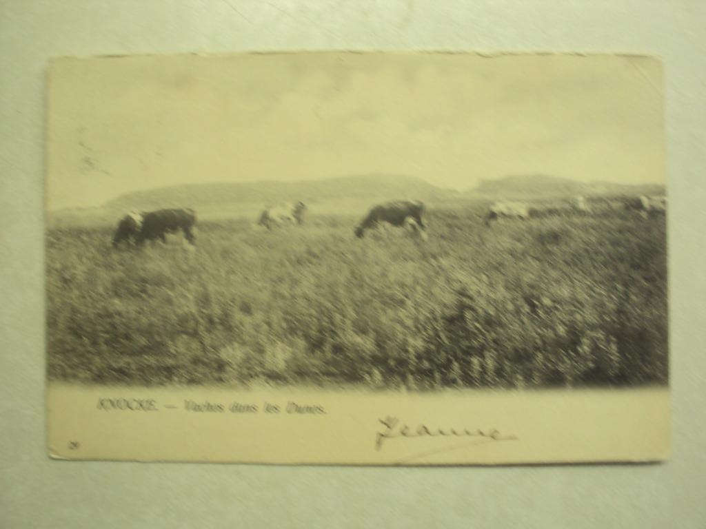 51481 - KNOCKE - VACHES DANS LES DUNES, Collections, Envoi