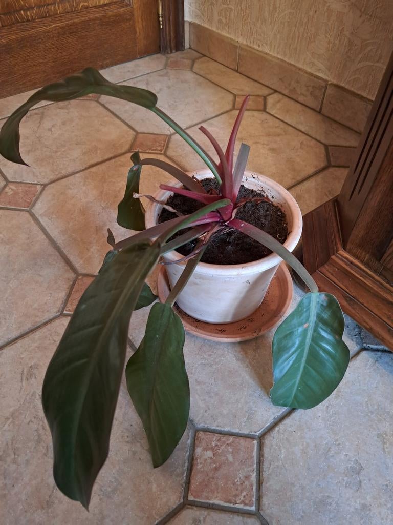 Terracota pot met plant, Ophalen of Verzenden
