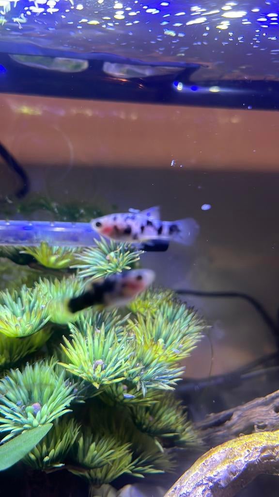 Jonge platy’s te koop, Dieren en Toebehoren, Vis, Zoetwatervis, Schoolvis