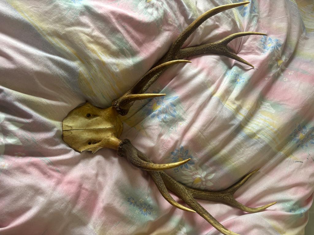 Véritable bois de cerf, Enlèvement, Comme neuf