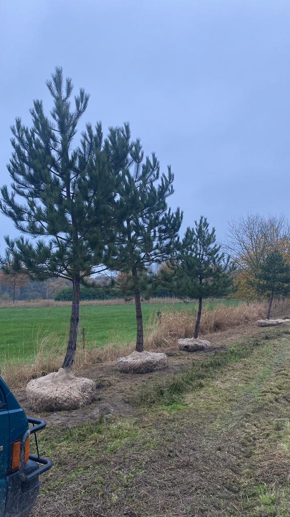 Pinus dennen hoogstam, meerstammig, geveerd | Groenblijvend, Tuin en Terras, Planten | Bomen, Ophalen of Verzenden, Herfst, Volle zon