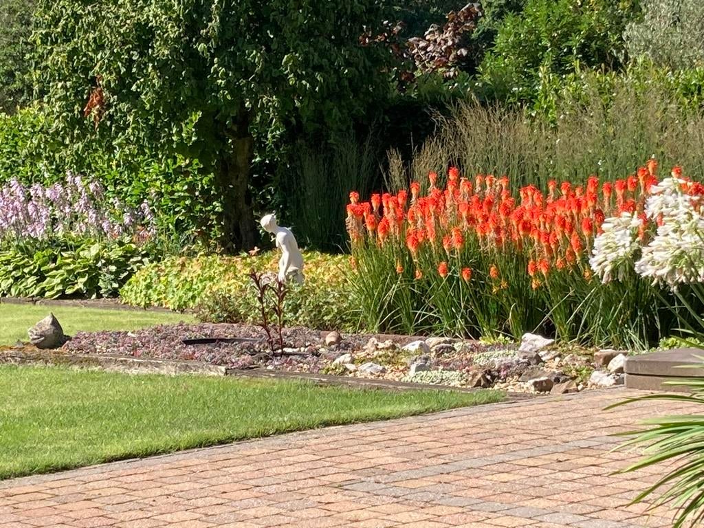 Kniphofia/vuurpijlen, Tuin en Terras, Planten | Tuinplanten, Vaste plant, Overige soorten, Volle zon, Zomer, Ophalen