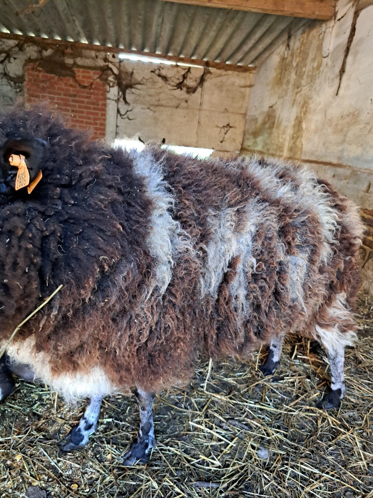 Bonte ooi, Dieren en Toebehoren, Schapen, Geiten en Varkens